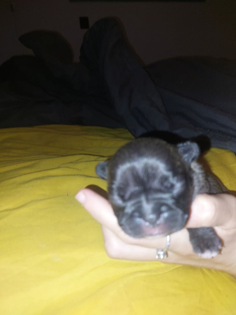2 female french bulldog puppies merle 