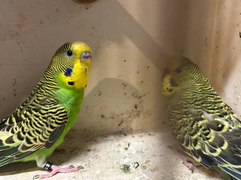 Budgies for sale, splits, all in good health