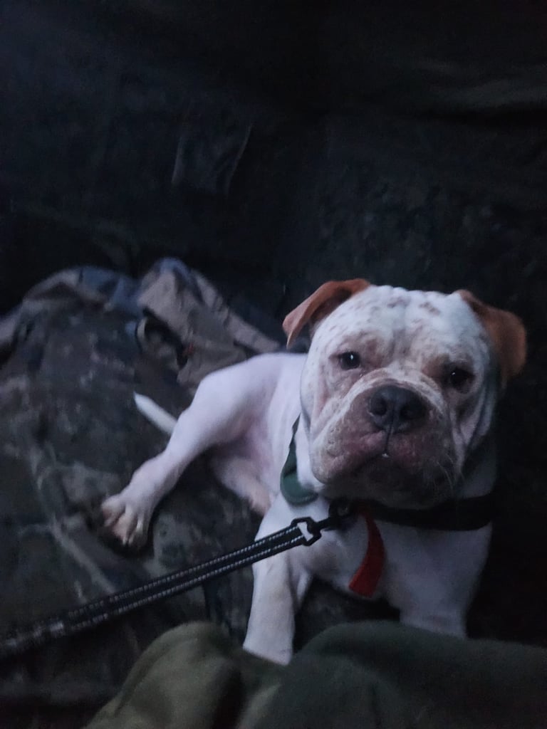 image for Mastiff x boxer URGENTLY NEED GONE