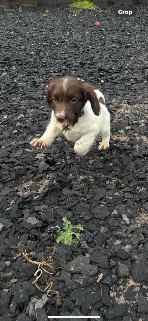 Ready now Kc reg male springer spaniels 