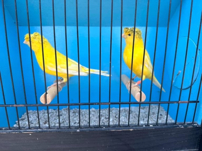 Colour canaries birds 