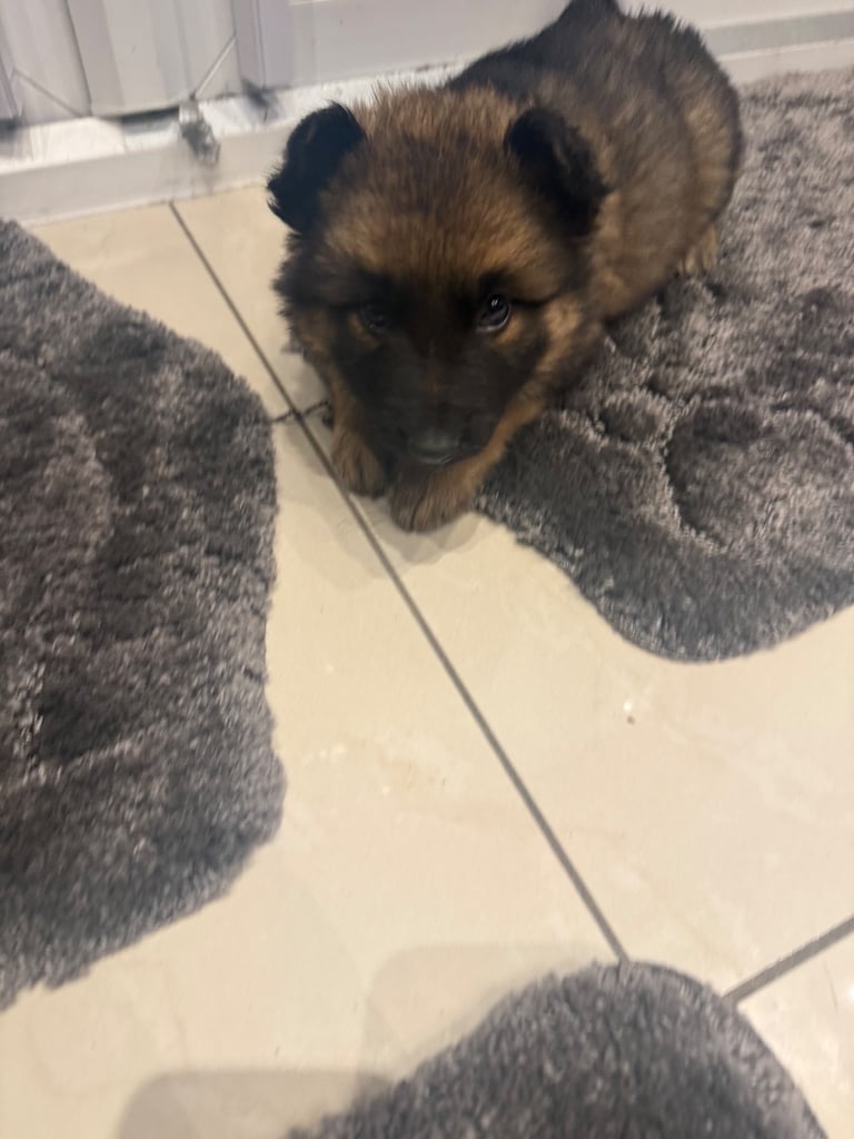 German Shepherd NOW READY TO GO 