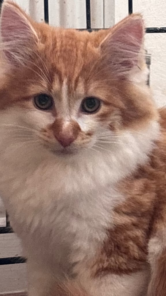 Kittens for sale