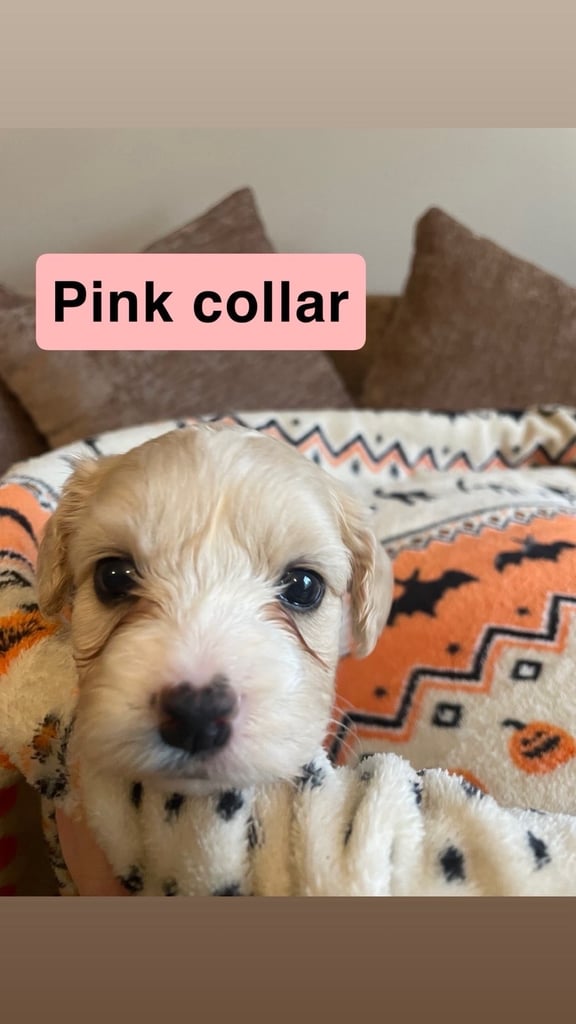 Cotton de tuller x cocker spaniel 
