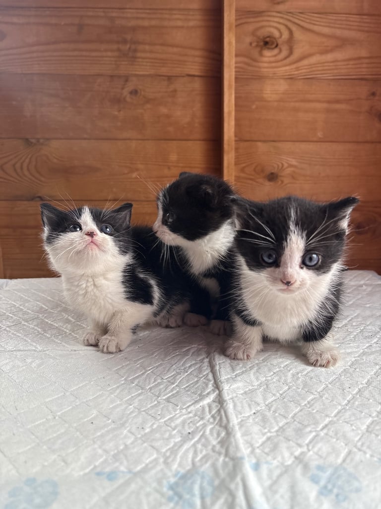 Kittens 