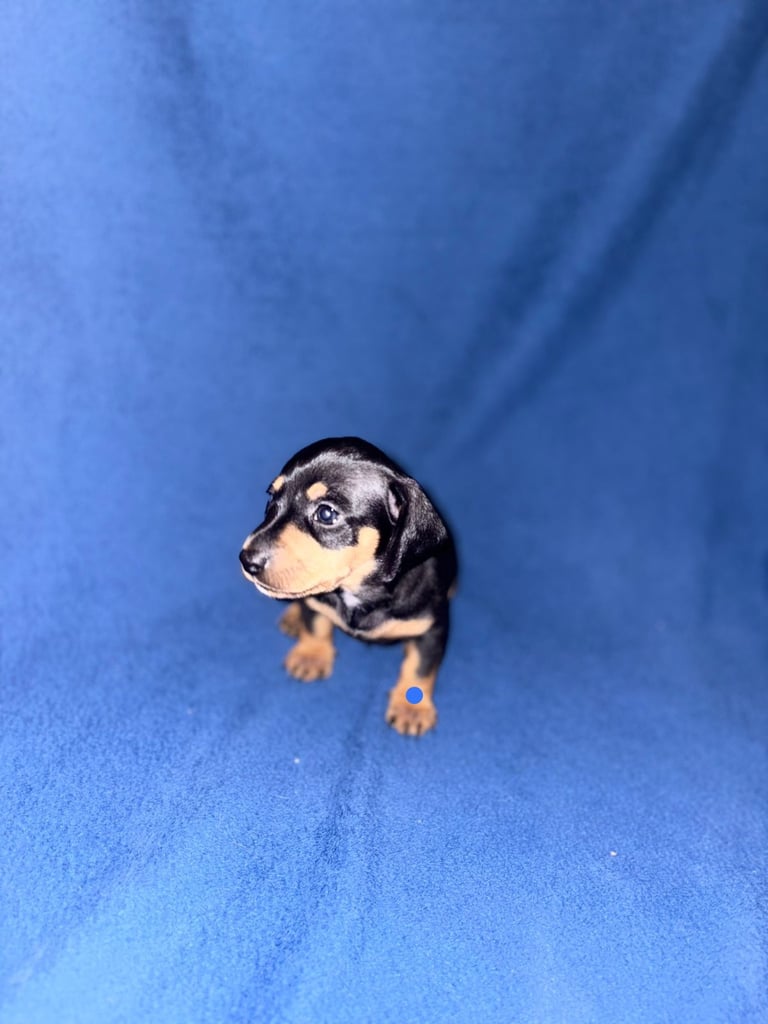 8 dachshund puppies 5girls 3boys