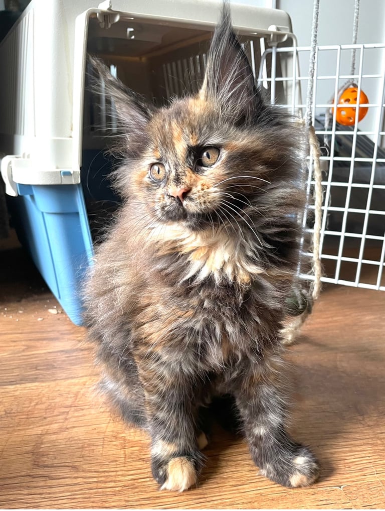 Pedigree Maine Coon kittens
