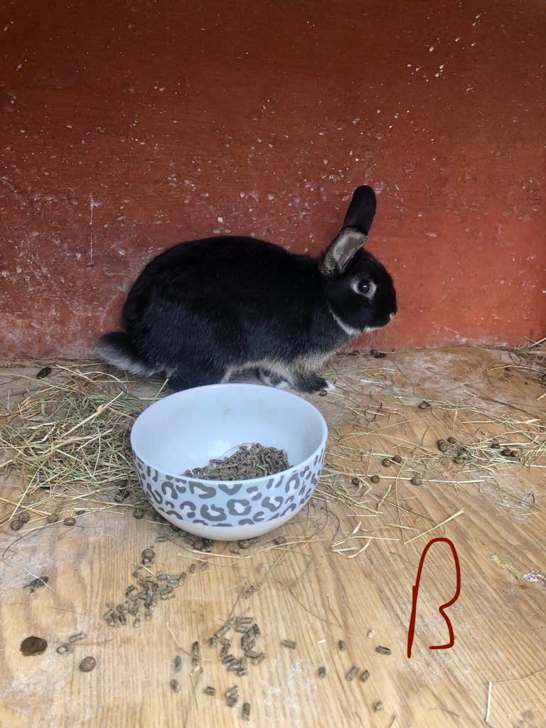 Baby rabbits ready now last 2 boys