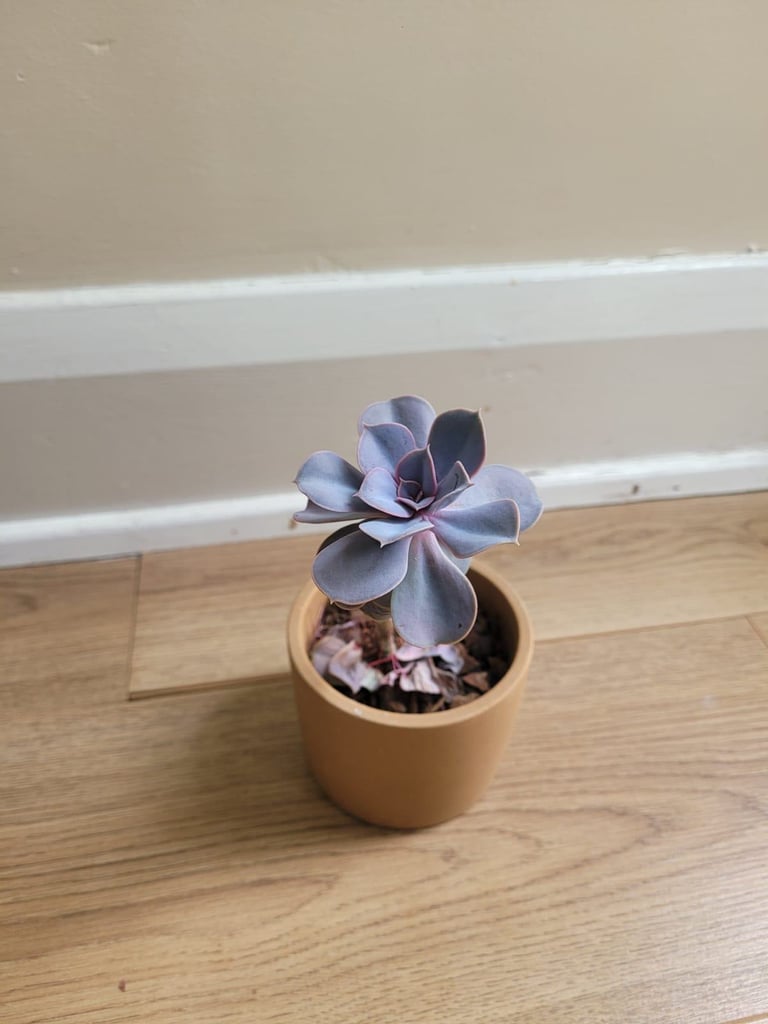 Flower pink succulent 