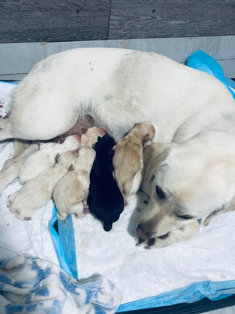 KC Labrador retriever 27.11.2025