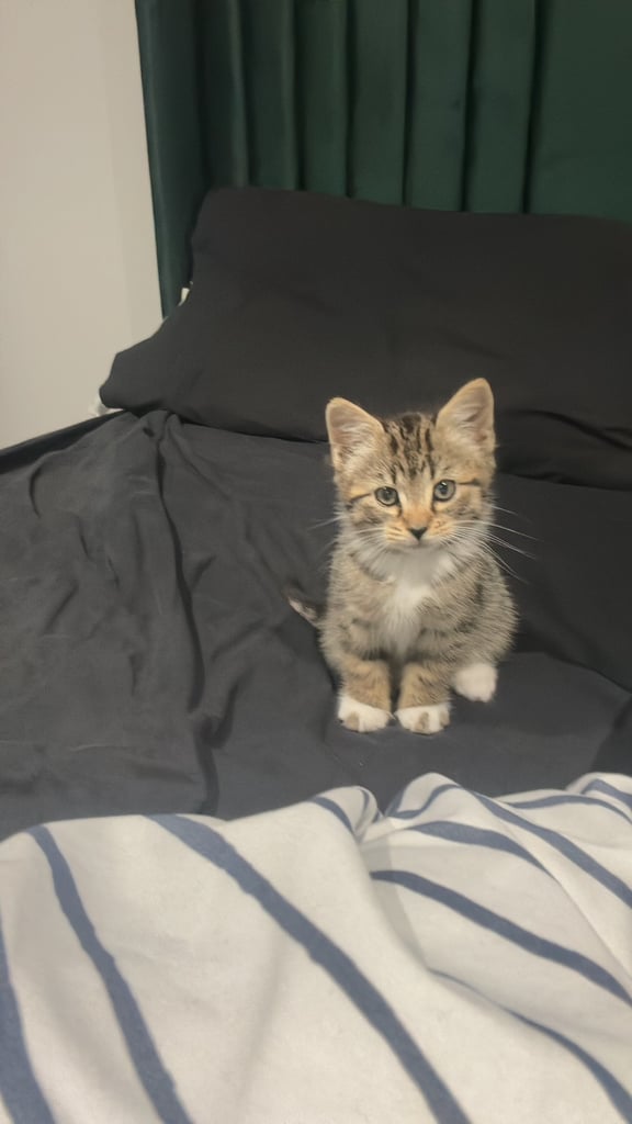 image for 12 weeks old kitten