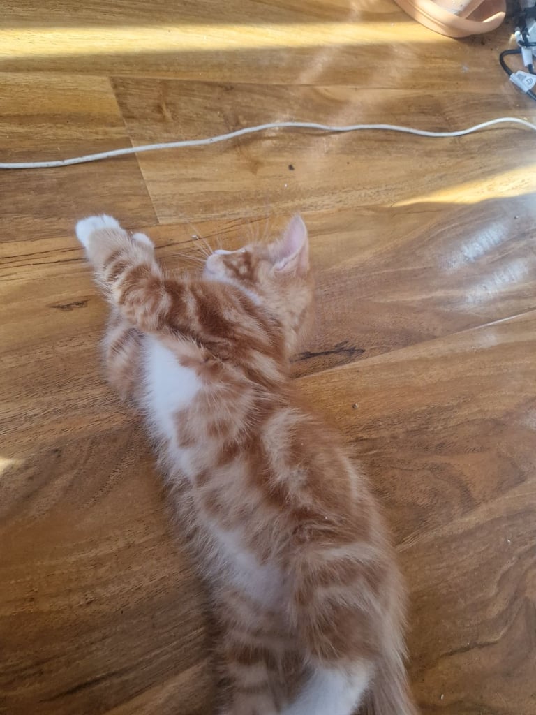 Siberian cross kittens