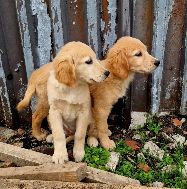 Beautiful retrievers ready to leave noww. 