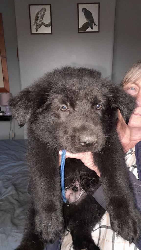 German shepherd puppies for sale 