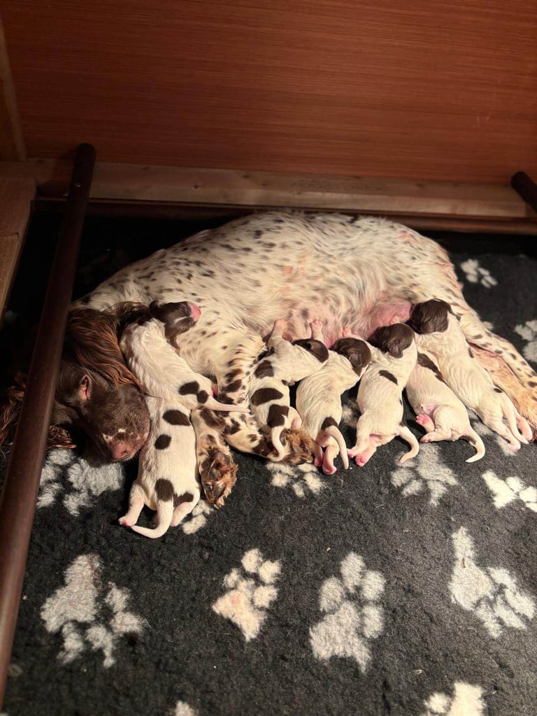English springer spaniel pups
