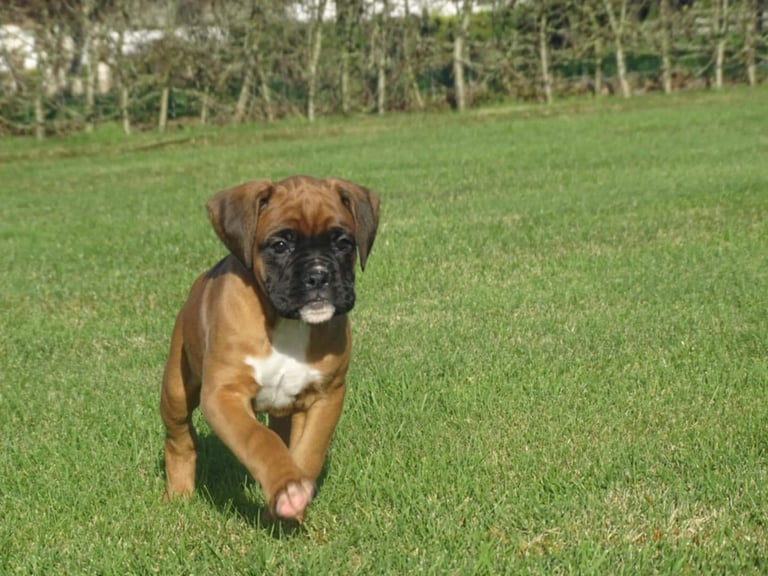 Beautiful Boxer's puppies 