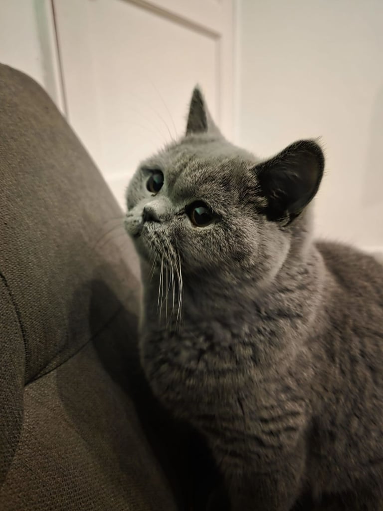 British Shorthair Girl For Sale