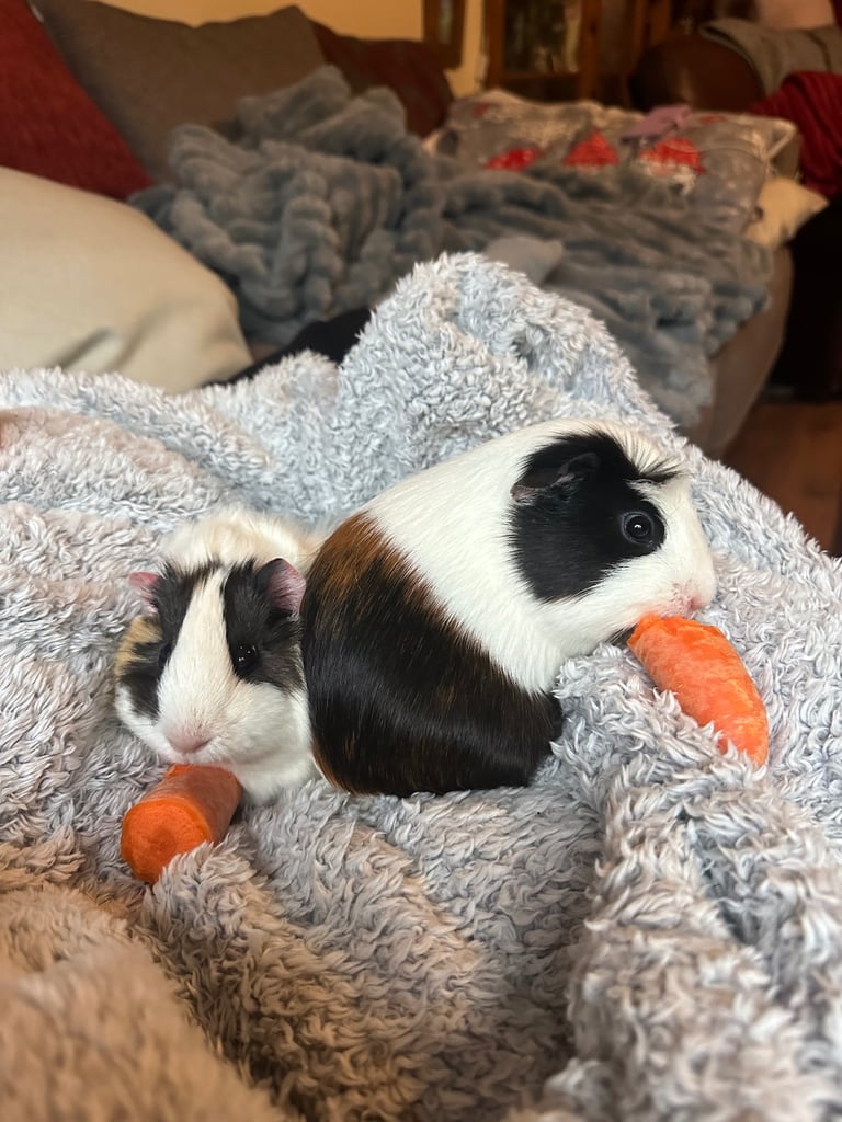 2 female guinea pigs 