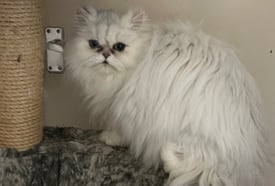 Beautiful Persian Chinchilla Cat