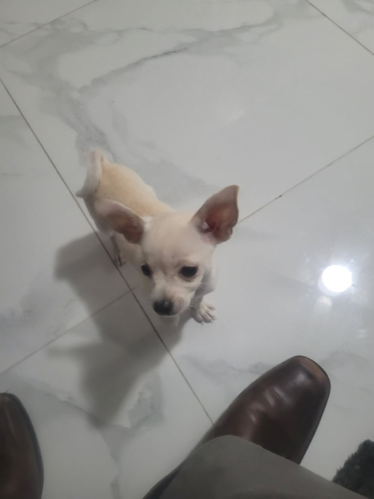 adorable chihuahua puppy for sale 