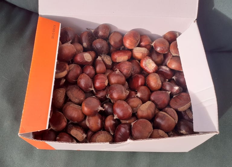 sweet chestnuts - freshly picked sweet chestnuts from untreated land  - gluten free