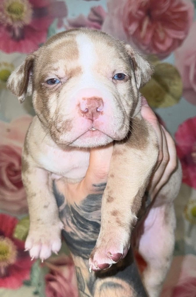 image for American bully puppies 
