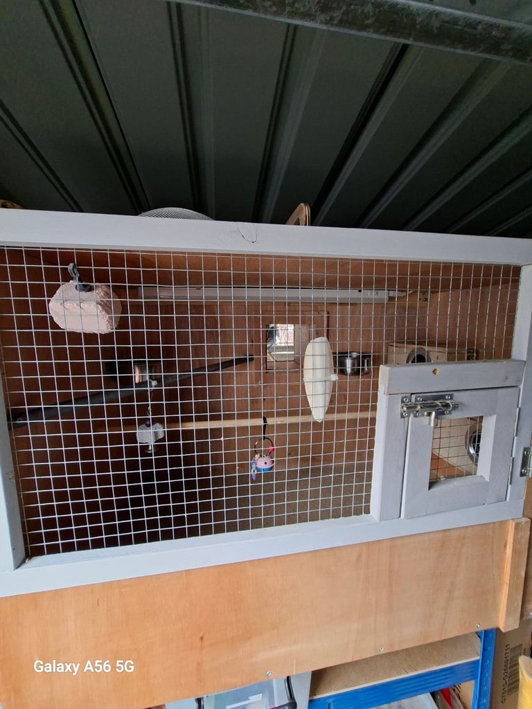 5 budgies for sale, + small aviary.