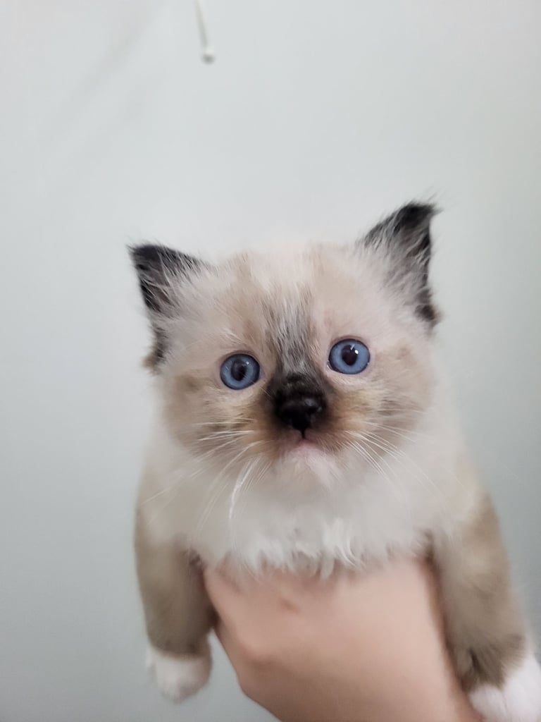 Ragdoll kittens 