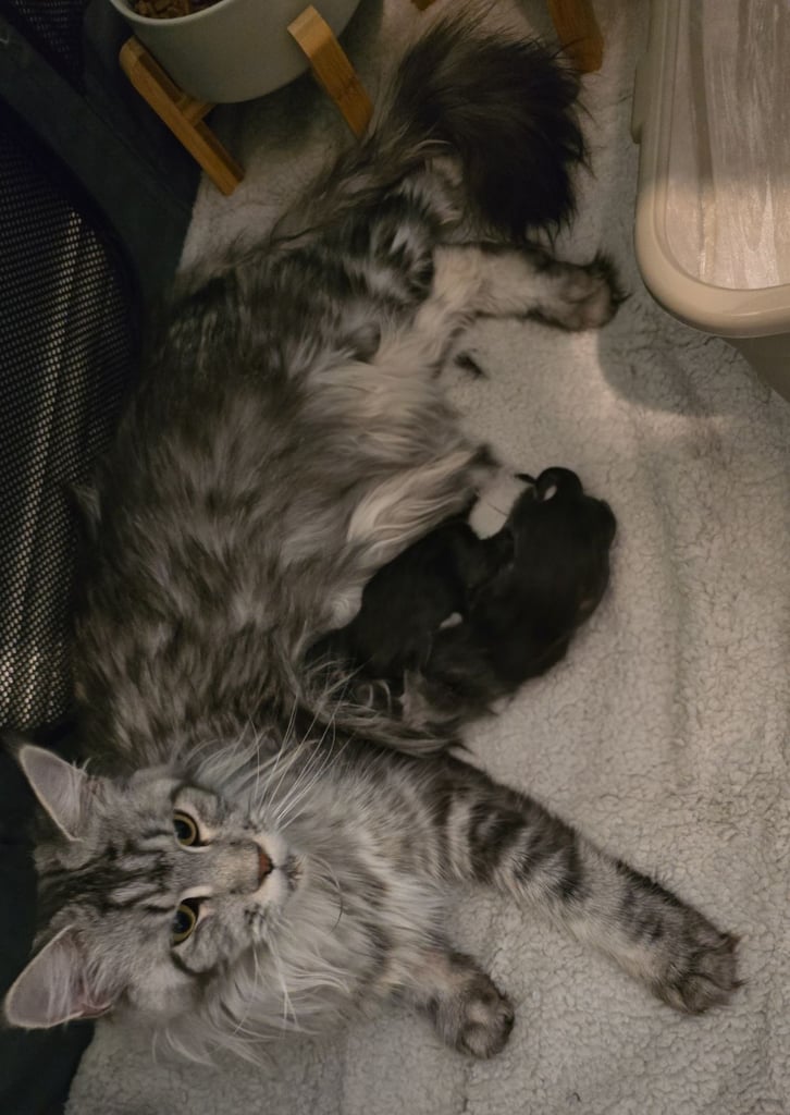 Maine Coon Kittens