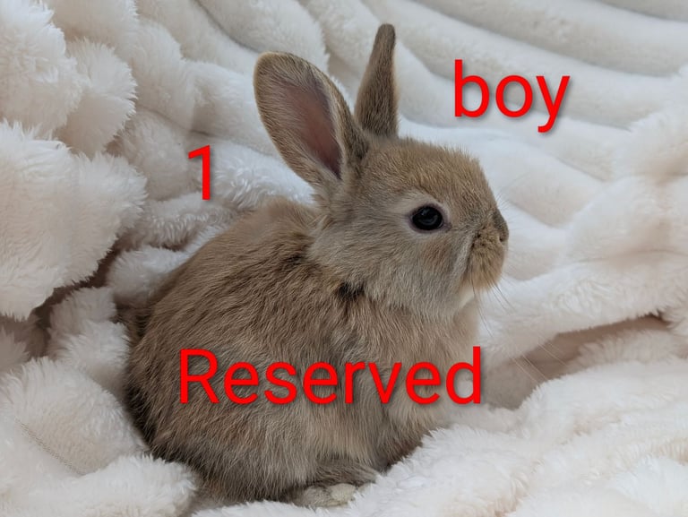 Baby Dwarf Lop Ear Rabbits For Sale