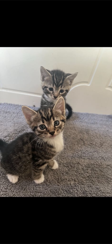 image for 4 gorgeous kittens available now 