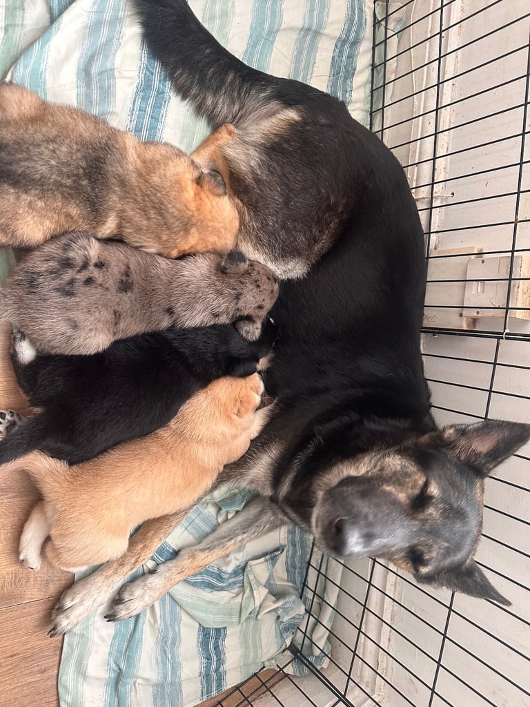 Beautiful German Shepherd × Chow × Alaskan Malamute Girl 