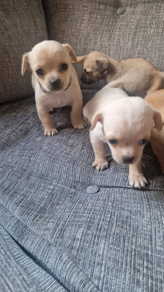Chihuahua puppies