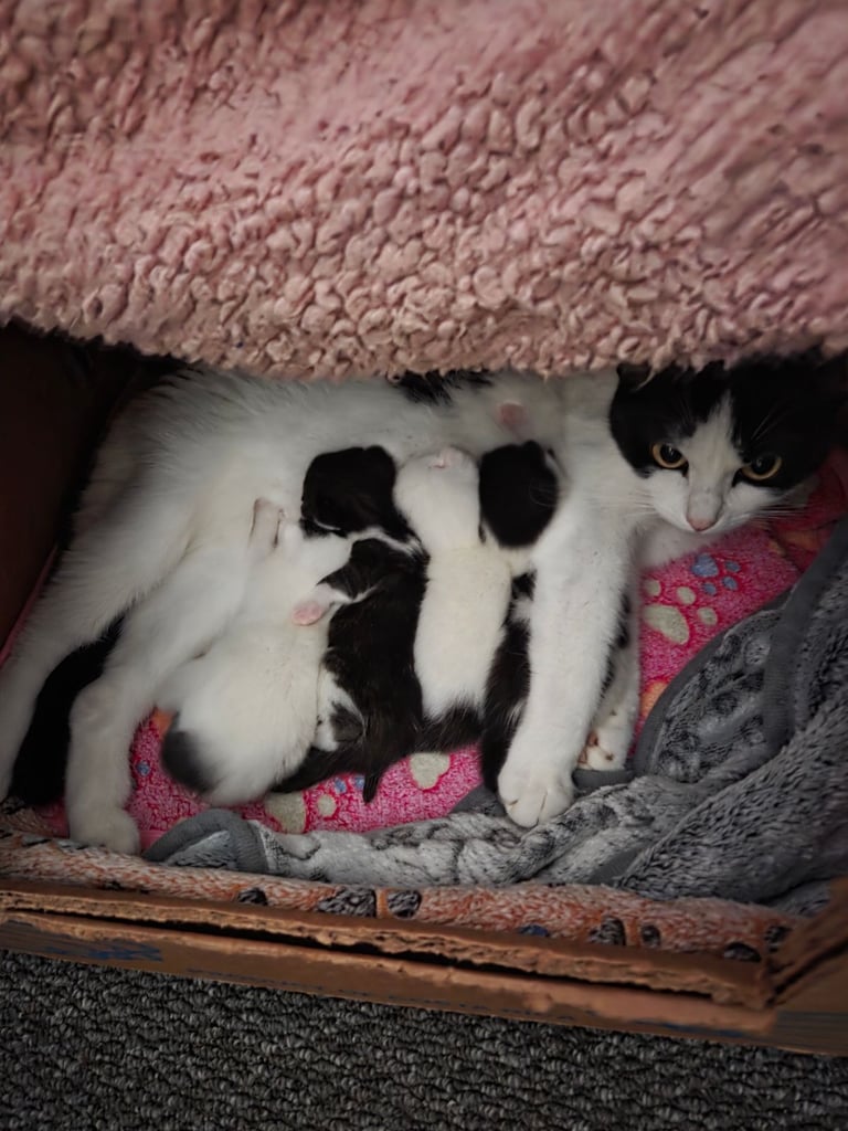 4 beautiful kittens ready for there new home