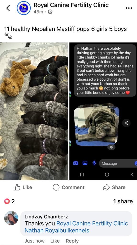 11 Neapolitan mastiff puppies for sale Newcastle 