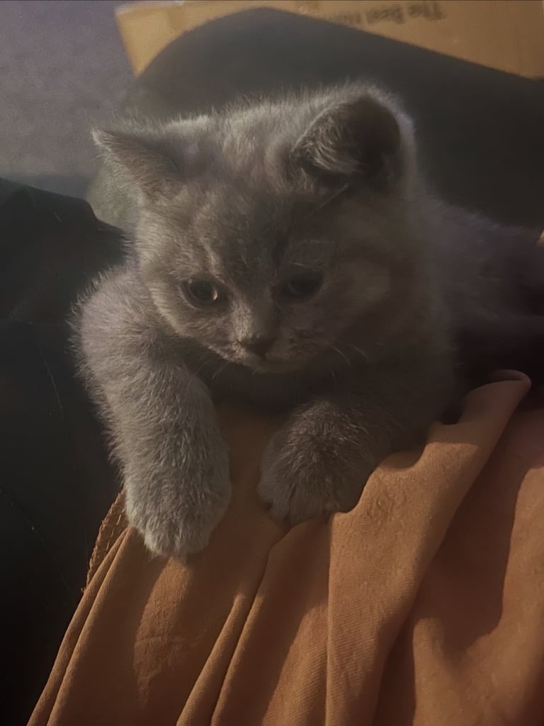 Bsh blue female kitten.