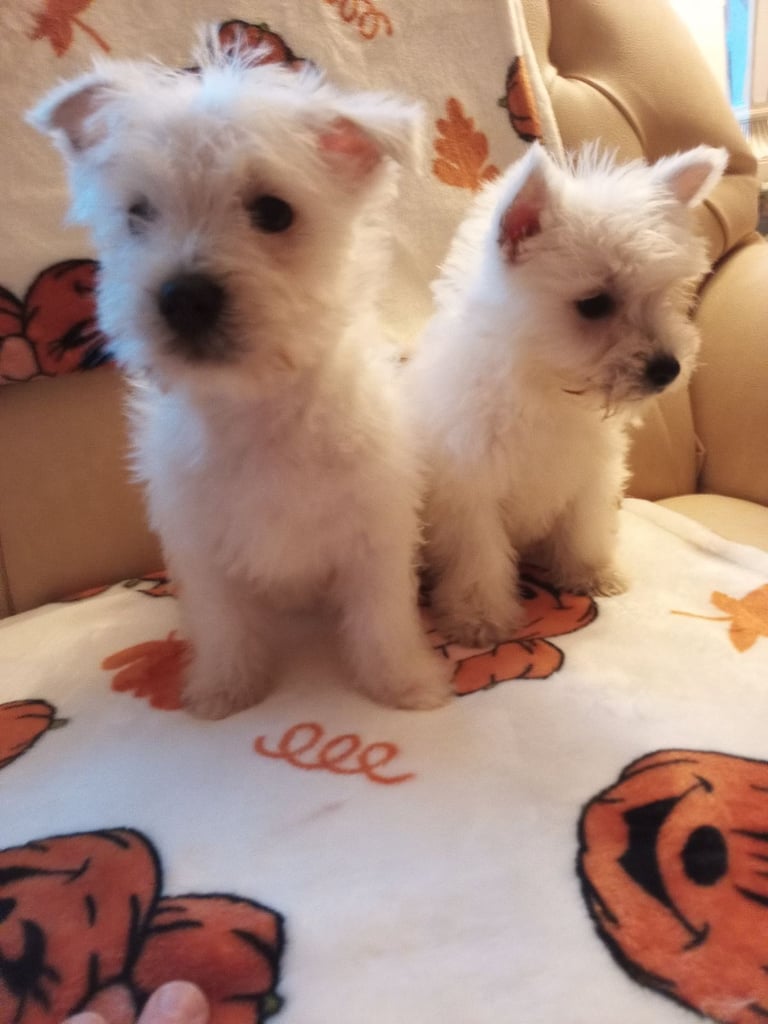 West Highland Terrier Dogs Puppies for Sale in Scotland Gumtree