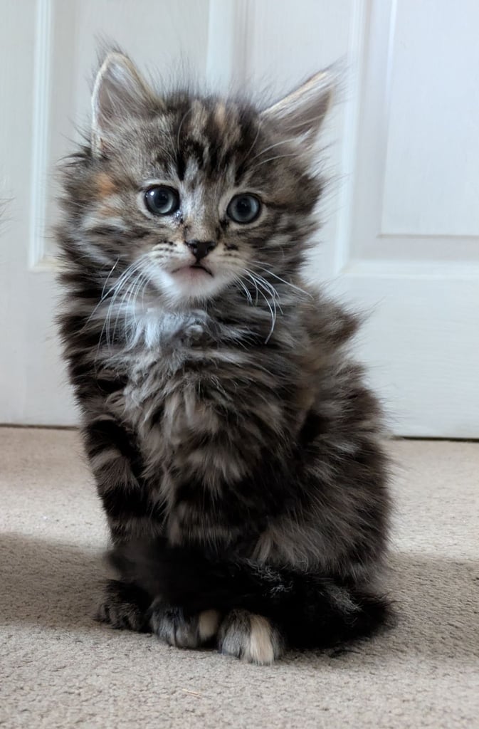 Playful Kittens