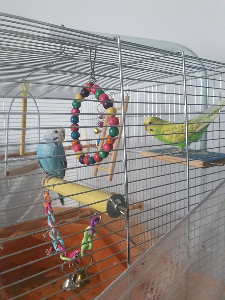 Bird cage / Toys / all what you need 