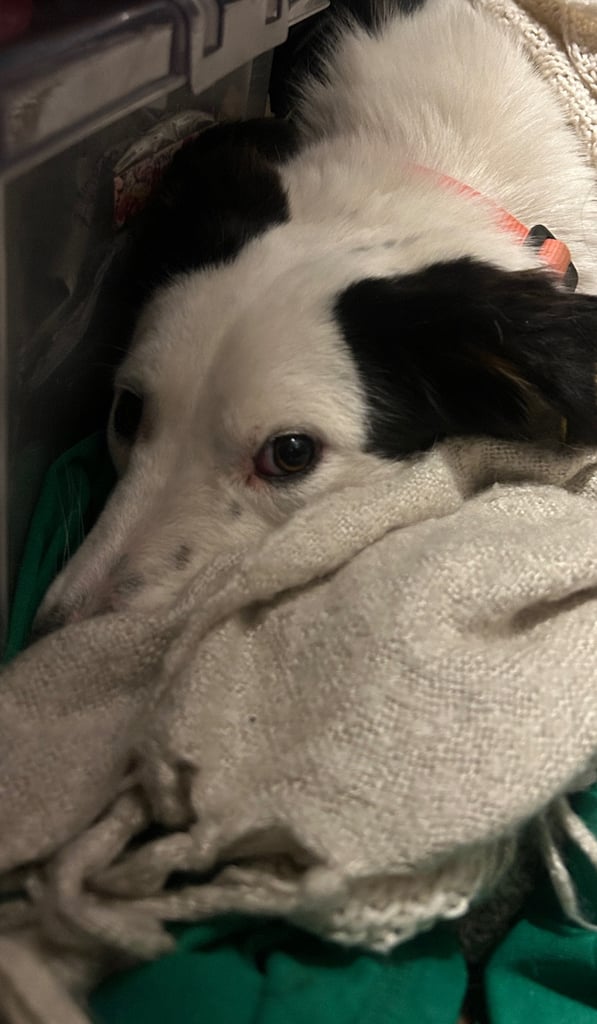 Castrated 11 months old female dog