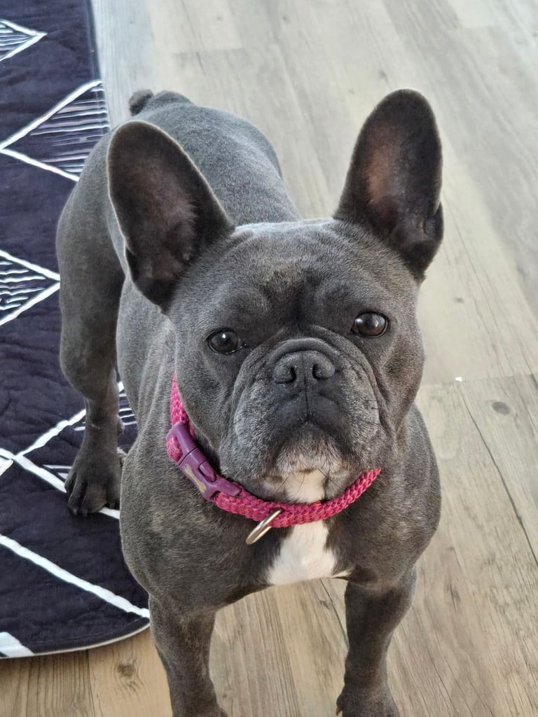 image for French bulldog