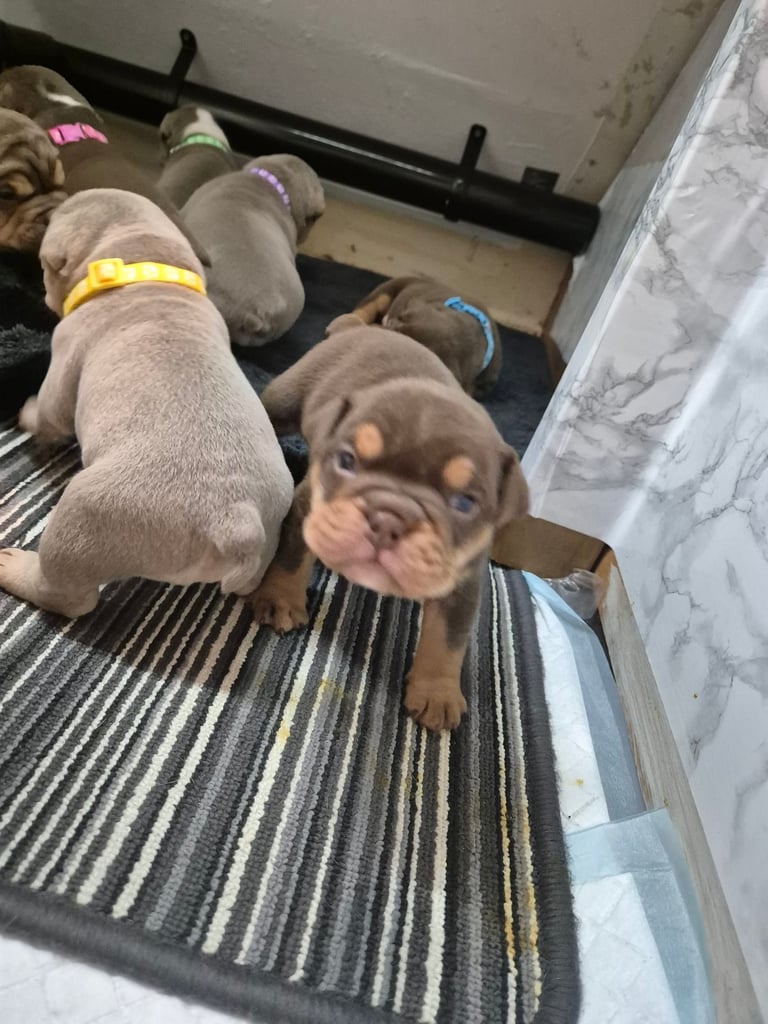 Olde english x english bulldog 