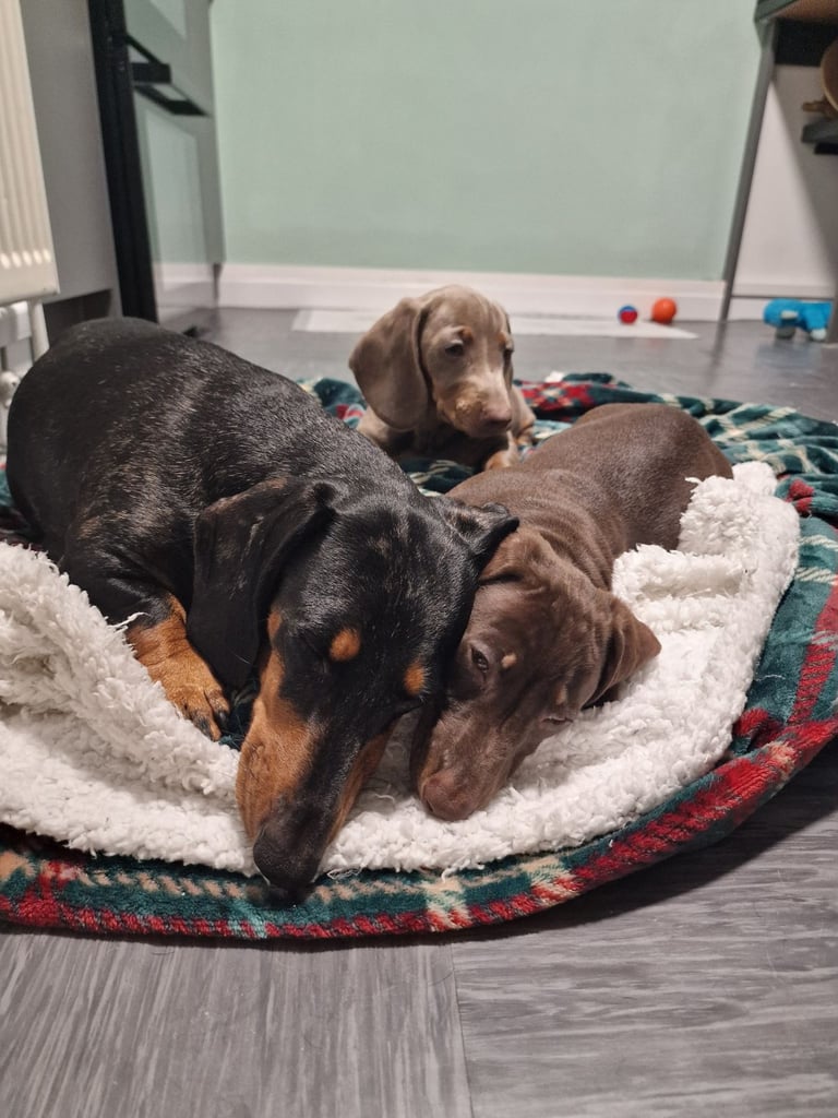 Miniture dachshund puppies 