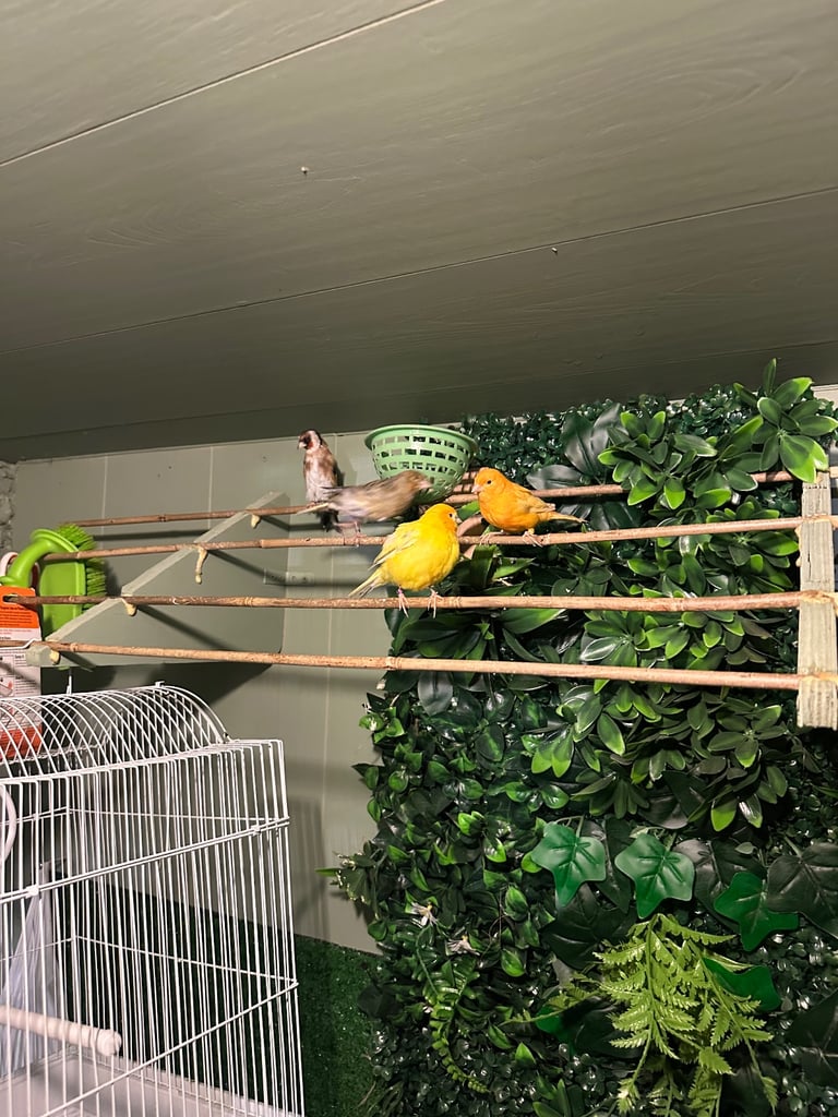Birds 