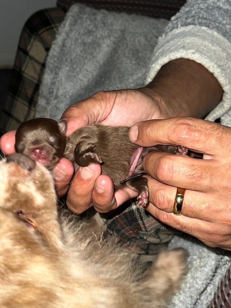 Pomeranian girl and boy puppys