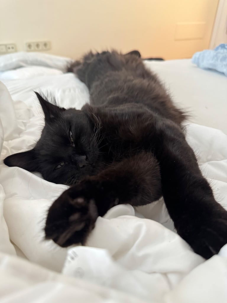 Affectionate, black Siberian-mix  11 months kitten