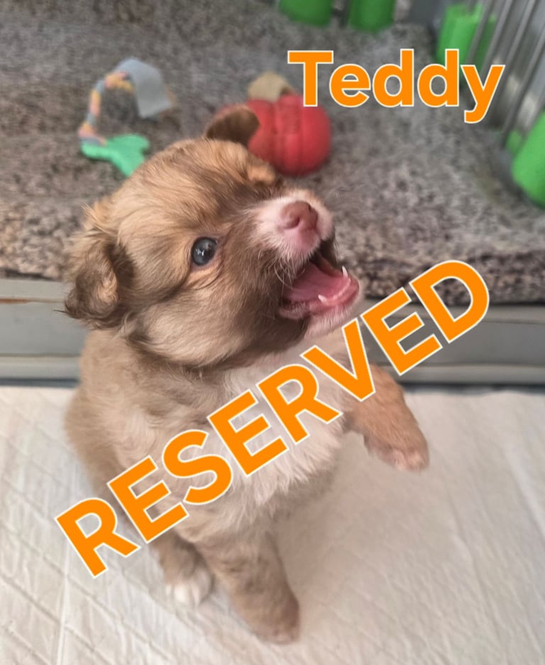 Pomsky F3b puppies