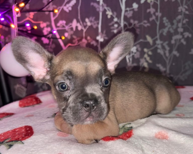 French bulldog puppies £800 ono