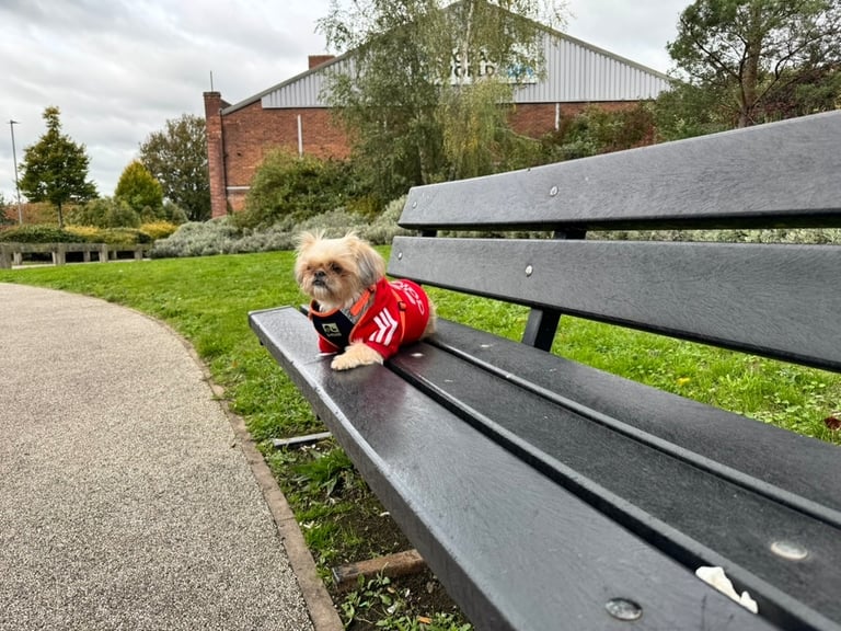 Adorable Shih Tzu Looking for a Loving Home