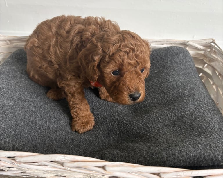 Poochons puppies 
